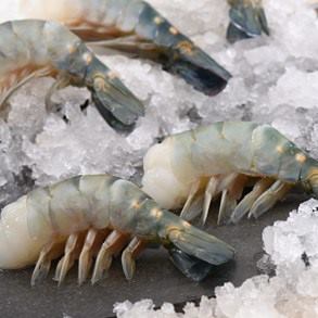 Freshwater-Scampi-Head-less